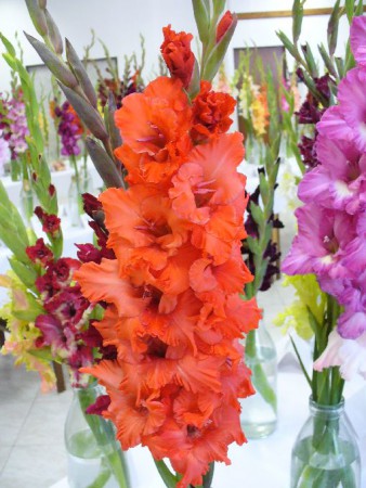 Víla Dudinka 437 M , Belička 06